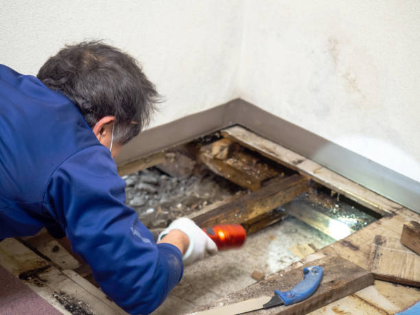 Best Office Mold Removal Services  in Buttonwillow, CA