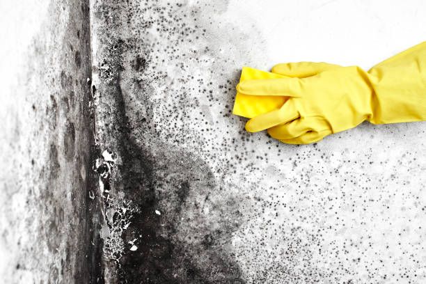 Best Toxic Mold Removal  in Buttonwillow, CA