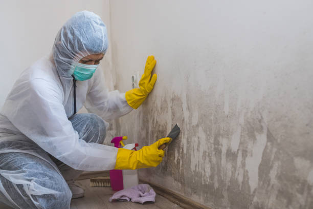 Best Local Mold Removal Service  in Buttonwillow, CA
