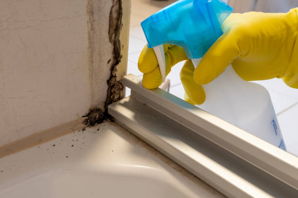 Best Same-Day Mold Removal  in Buttonwillow, CA