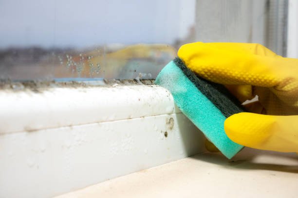 Best Mold Inspection  in Buttonwillow, CA