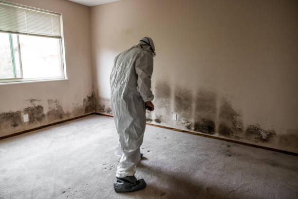 Best Commercial Mold Removal  in Buttonwillow, CA