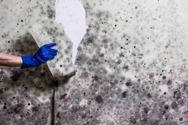 Home Mold Removal in Buttonwillow, CA