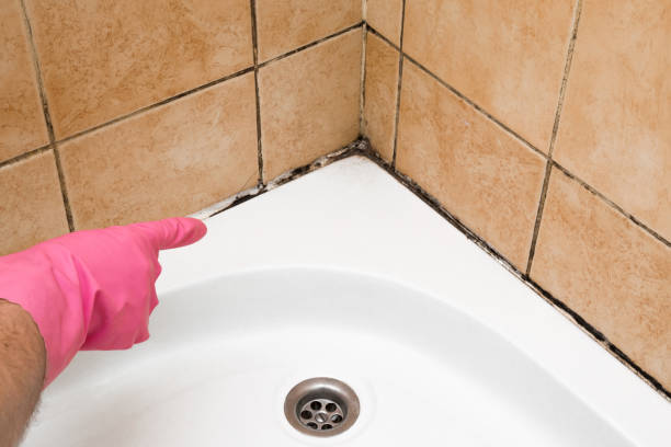 Best Black Mold Removal  in Buttonwillow, CA