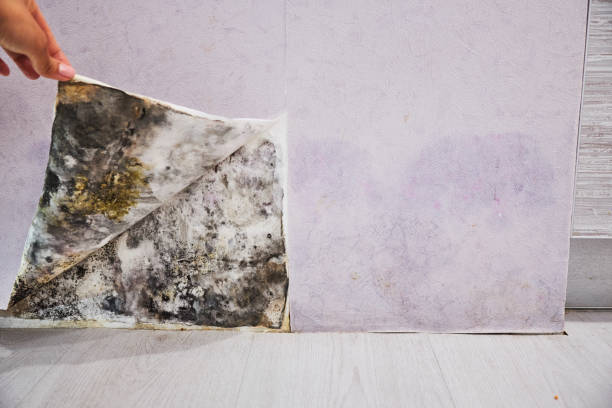 Best Toxic Mold Removal  in Buttonwillow, CA